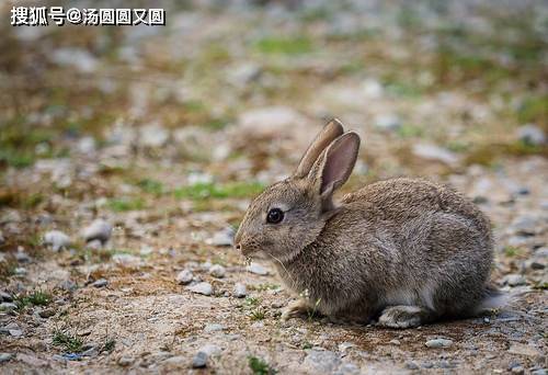 哒哒兔高清影视库，探索学习专栏与免费下载体验的乐趣